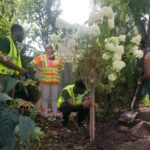 Program participants planting bushes
