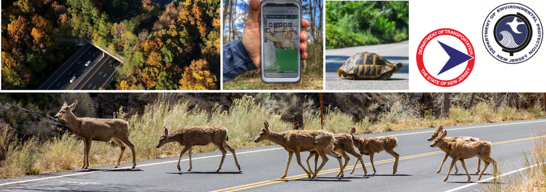 Wildlife Corridors and Crossings in NJ’s Road Network: A Conversation with NJDEP & NJDOT